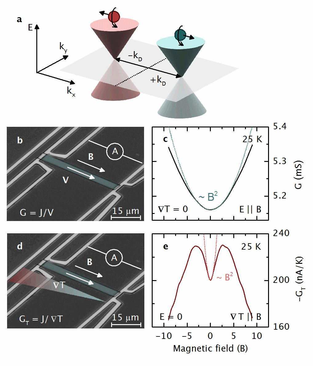 <p><strong>a</strong>, In a strong magnetic field, the Weyl nodes quantize into Landau levels. The lowest Landau levels exhibit a linear dispersion with distinct chirality (±<em>χ</em>). Parallel electric (<strong><em>E</em></strong>) and magnetic (<strong><em>B</em></strong>) fields pump chiral charges from one cone into the other, which breaks chiral symmetry. <strong>b</strong>, Magneto-conductance without zero-field contributions (Δ<em>G</em>) at selected temperatures (see colour scale), for <strong><em>E</em></strong> ∥ <strong><em>B</em></strong>. <strong>c</strong>, Δ<em>G</em> versus |<strong><em>B</em></strong>| for different angles <em>φ</em> (colour scale) between the electric and magnetic fields (see inset), at <em>T</em> = 300 K. <strong>d</strong>, Angular dependence of Δ<em>G</em> at <em>T</em> = 300 K, for varying magnetic field strength (colour scale).</p>
<p align="right">J. Gooth <em>et al., </em>Nature <strong>547</strong>, 324–327 (2017)</p>