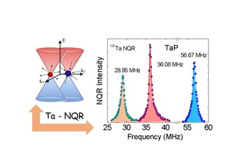 Exploring bulk Dirac- and Weyl-fermion magnetism by local probes: Nuclear-Spin and Muon-Spin resonance (NMR & µSR)